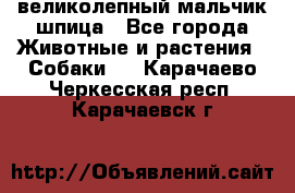 великолепный мальчик шпица - Все города Животные и растения » Собаки   . Карачаево-Черкесская респ.,Карачаевск г.